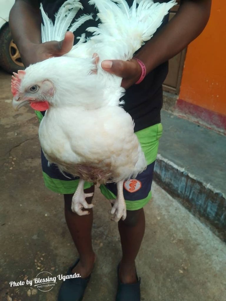 Ein Huhn für eine Familie