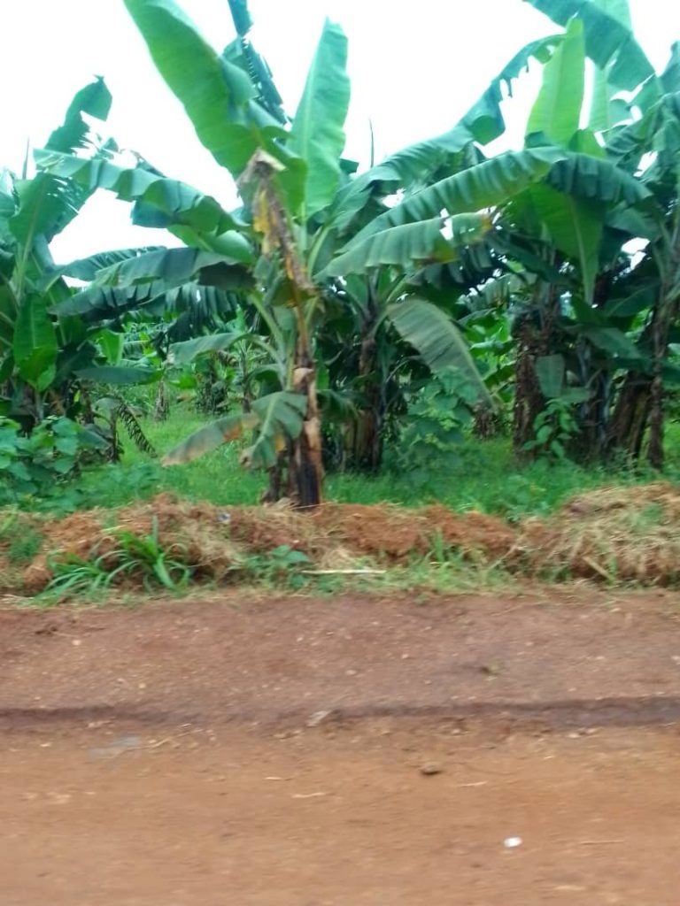 Bananenstauden am Weg