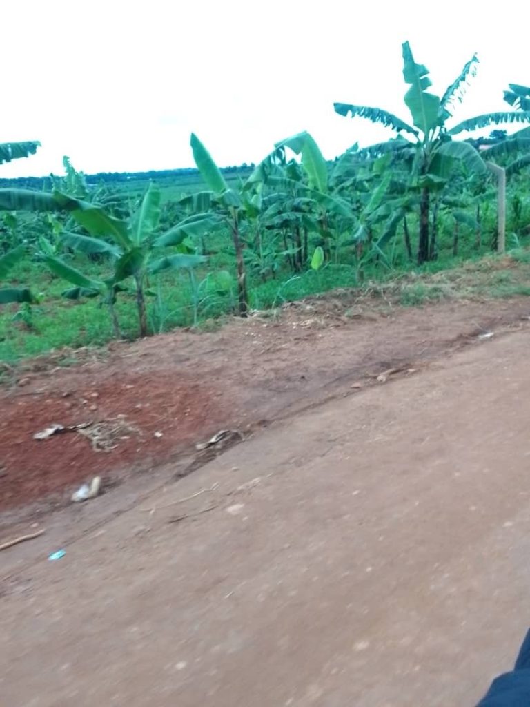 Bananenpflanzung am Wegesrand