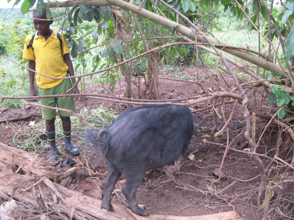 Junge mit einem Schwein