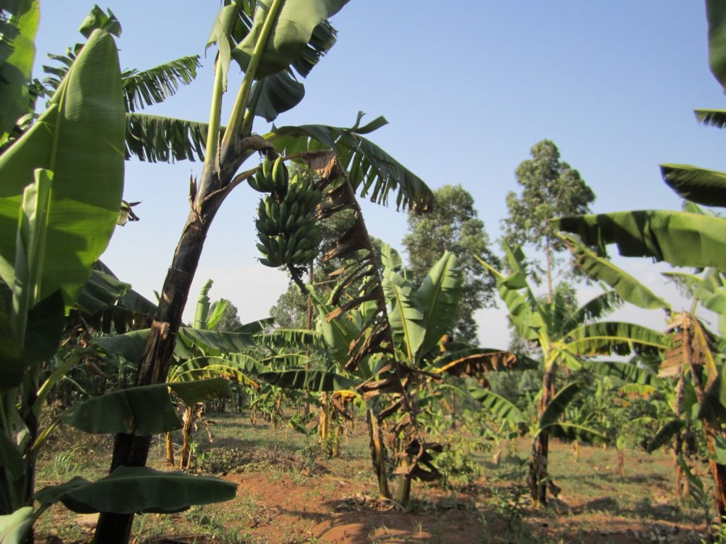 Bananenstauden