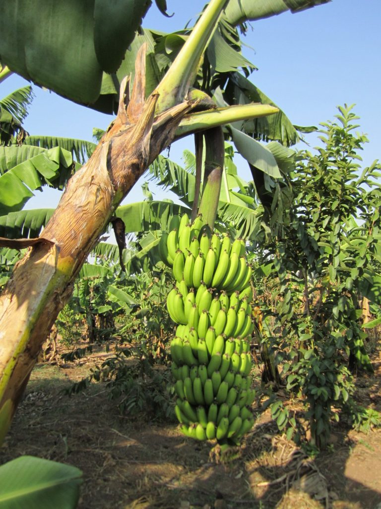 Grüne Bananen am Baum