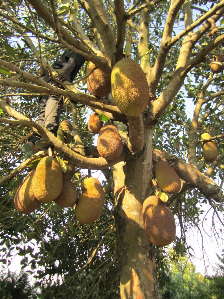 Jackfrüchte am Baum