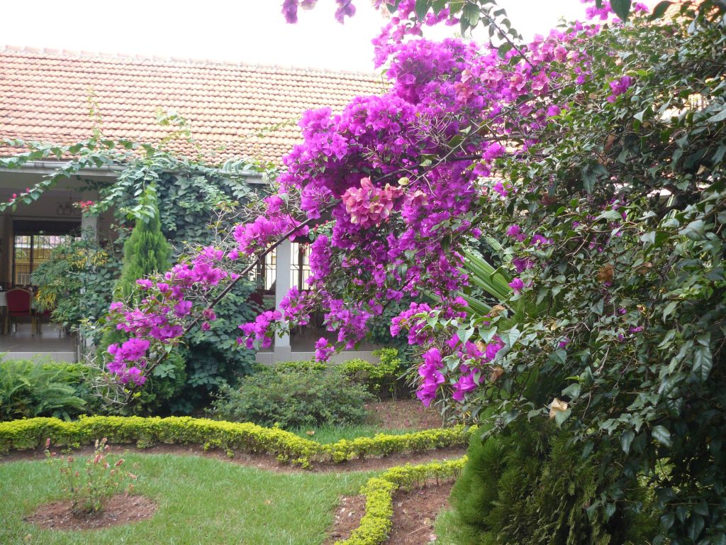 Blühende Bougainvillea