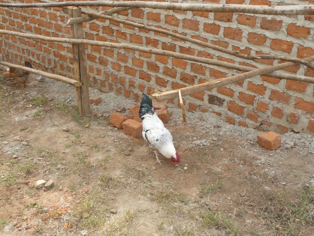 Huhn an der Mauer