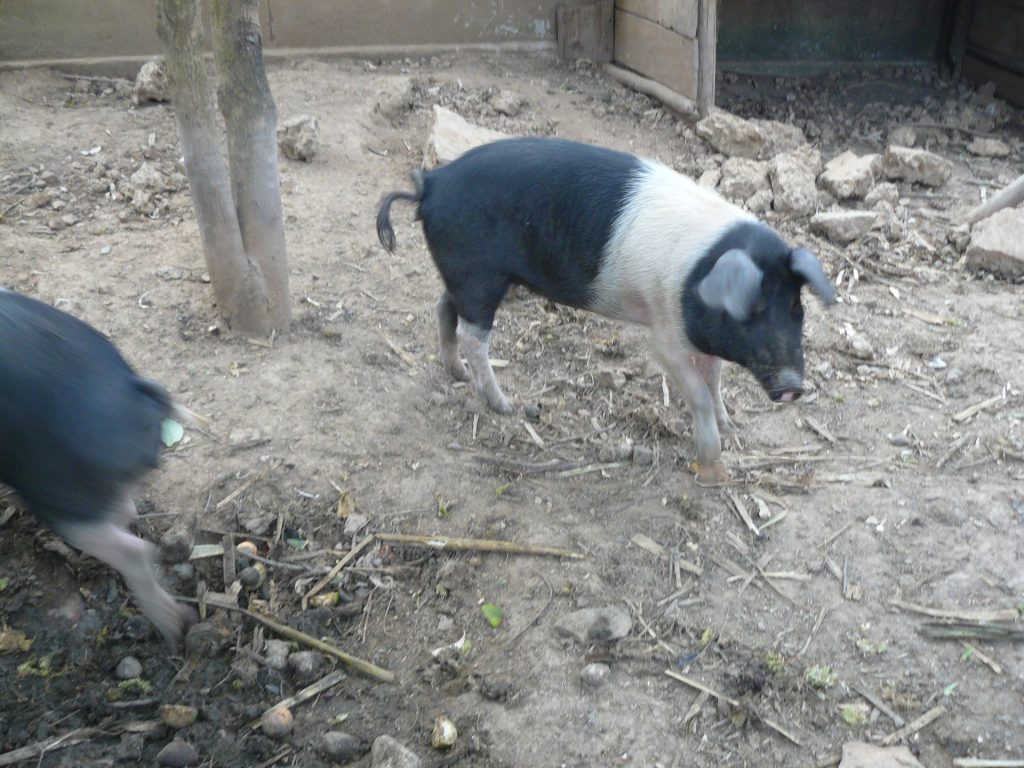 Schweine auf dem Hof