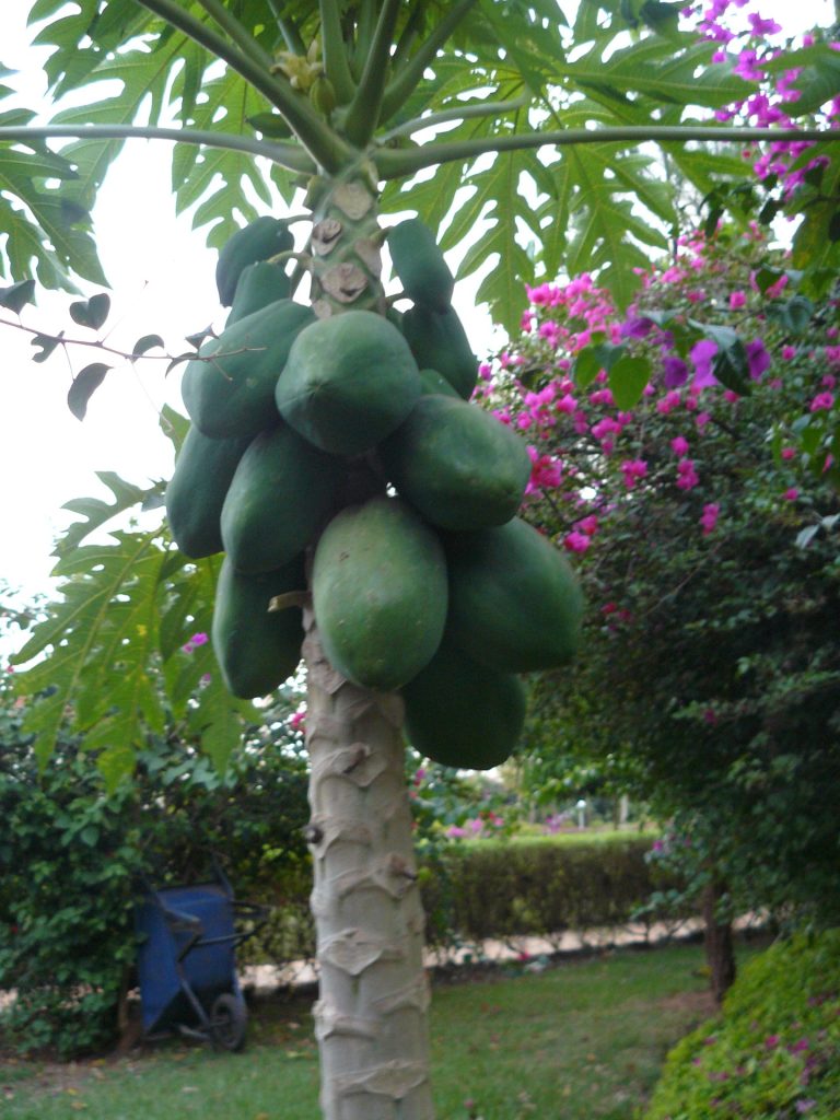 Papayabaum