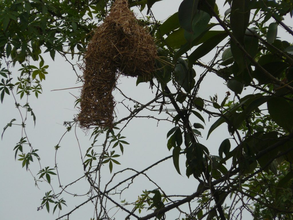 Webervogelnest
