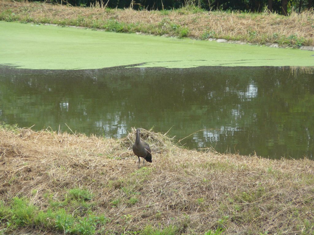 Teich mit Ibis