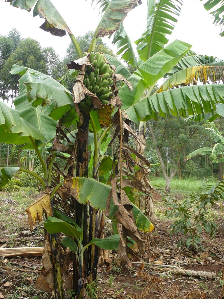 Bananenstaude