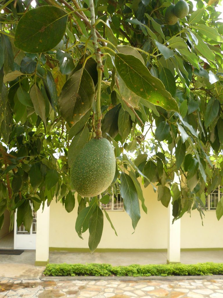 Frucht am Baum