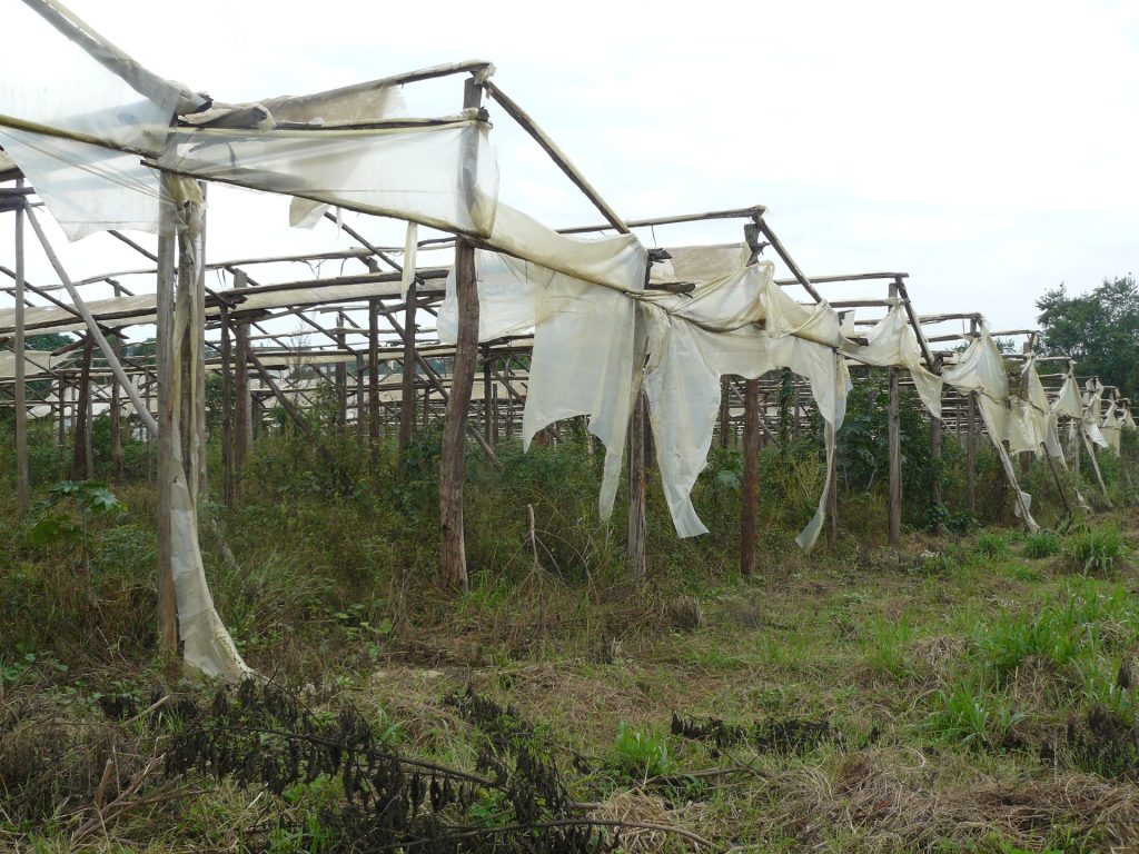 Gestelle mit Planen auf dem Feld