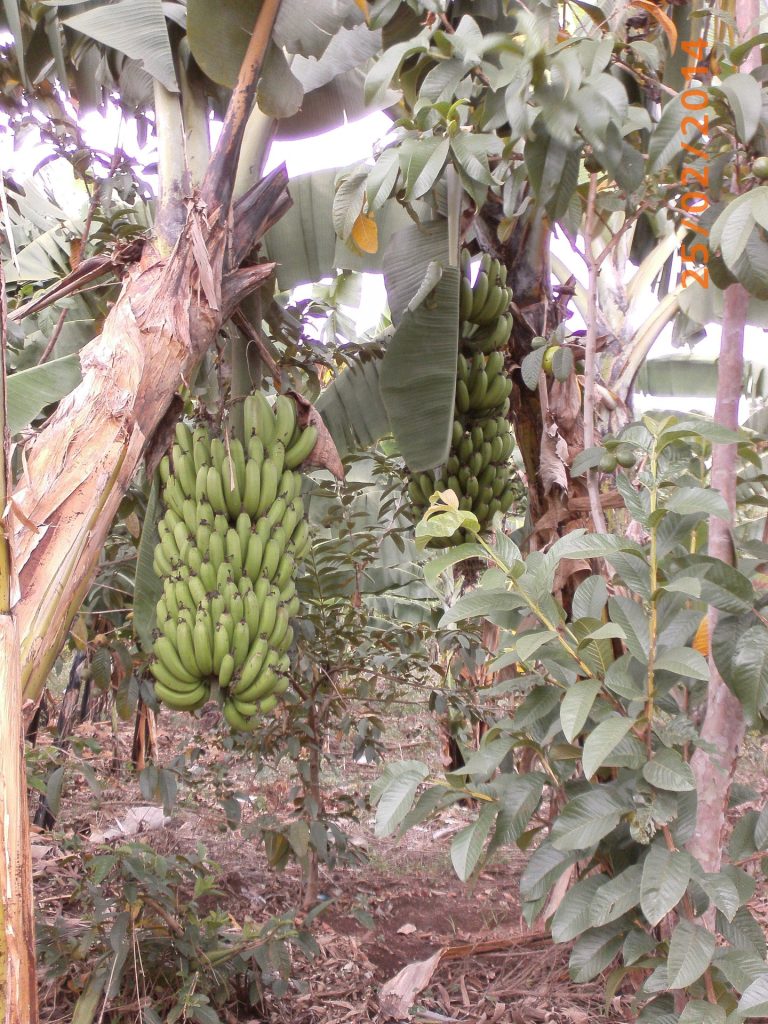 Bananenstaude