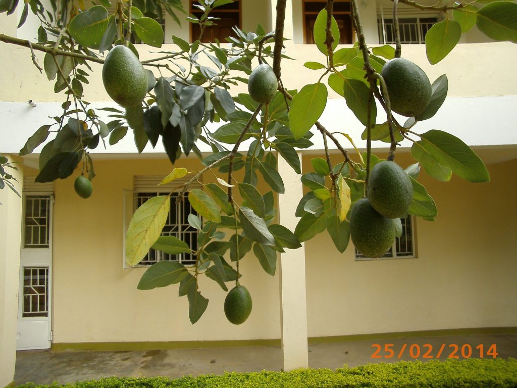Avocados am Baum