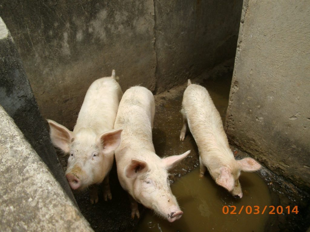Schweine im Stall