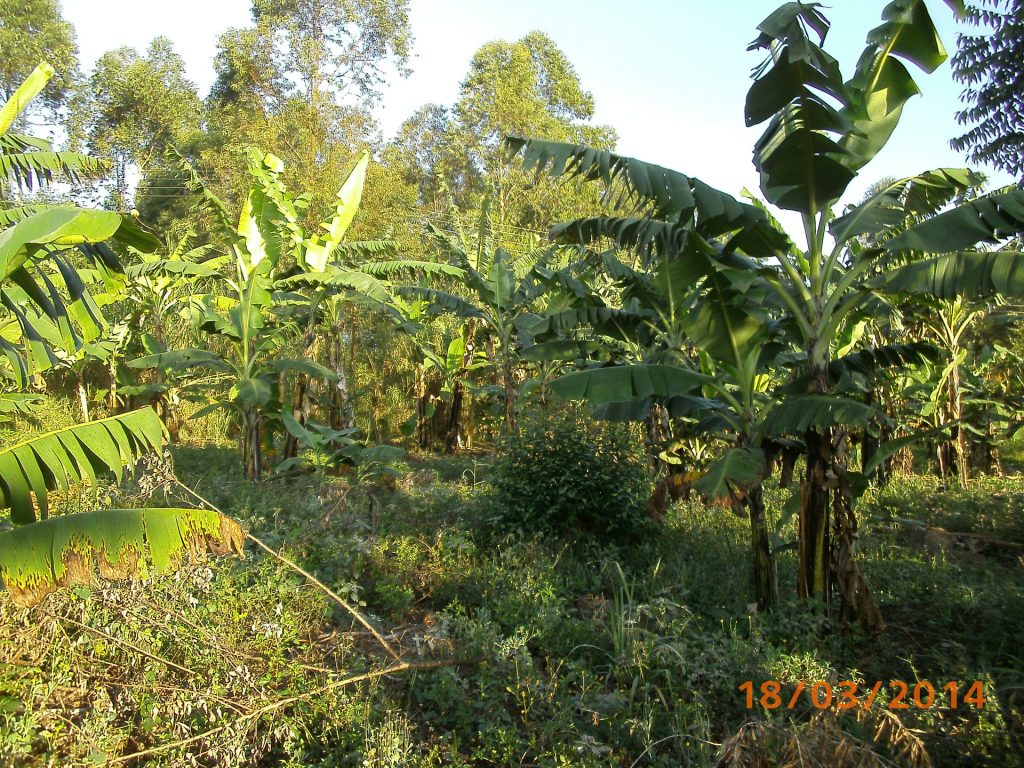 Bananenpflanzung
