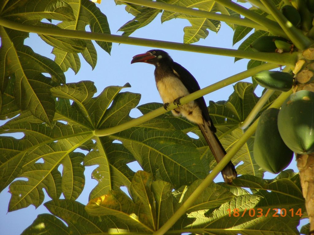 Vogel im Papayabaum