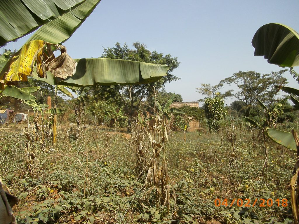 Bananenfeld