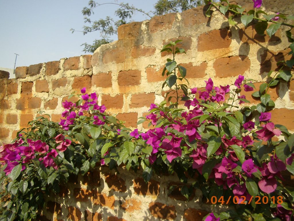 Bougainvillea an der Mauer